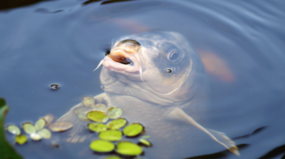 Peixe ofegante em lago