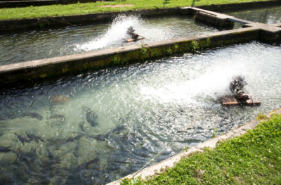 Tanque de peixes com aeradores flutuantes