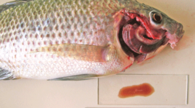 Doença do sangue marrom em peixe