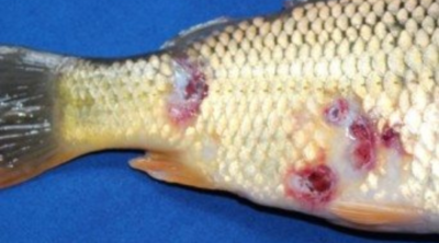 Peixe com feridas na pele