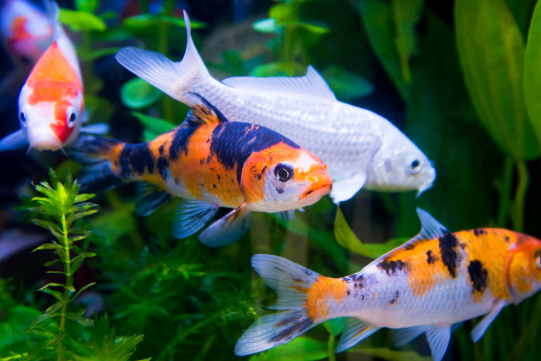 Parâmetros da Água em Lagos Ornamentais