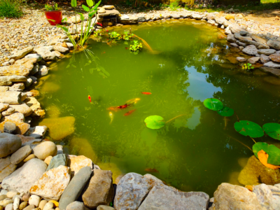 Lago ornamental com algas verdes