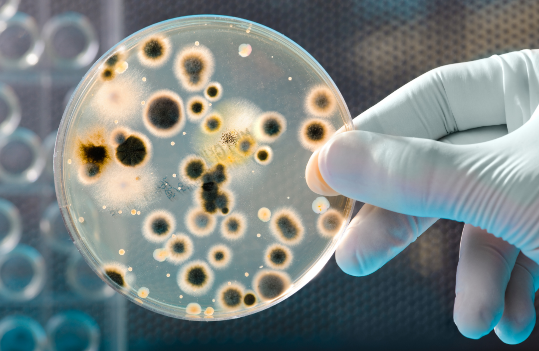Análise microbiológica