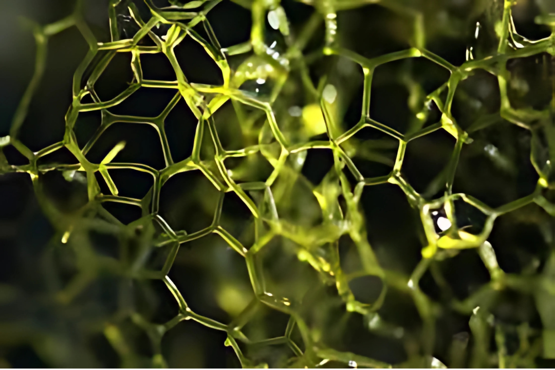 Hydrodictyon spp. (Rede de Água)