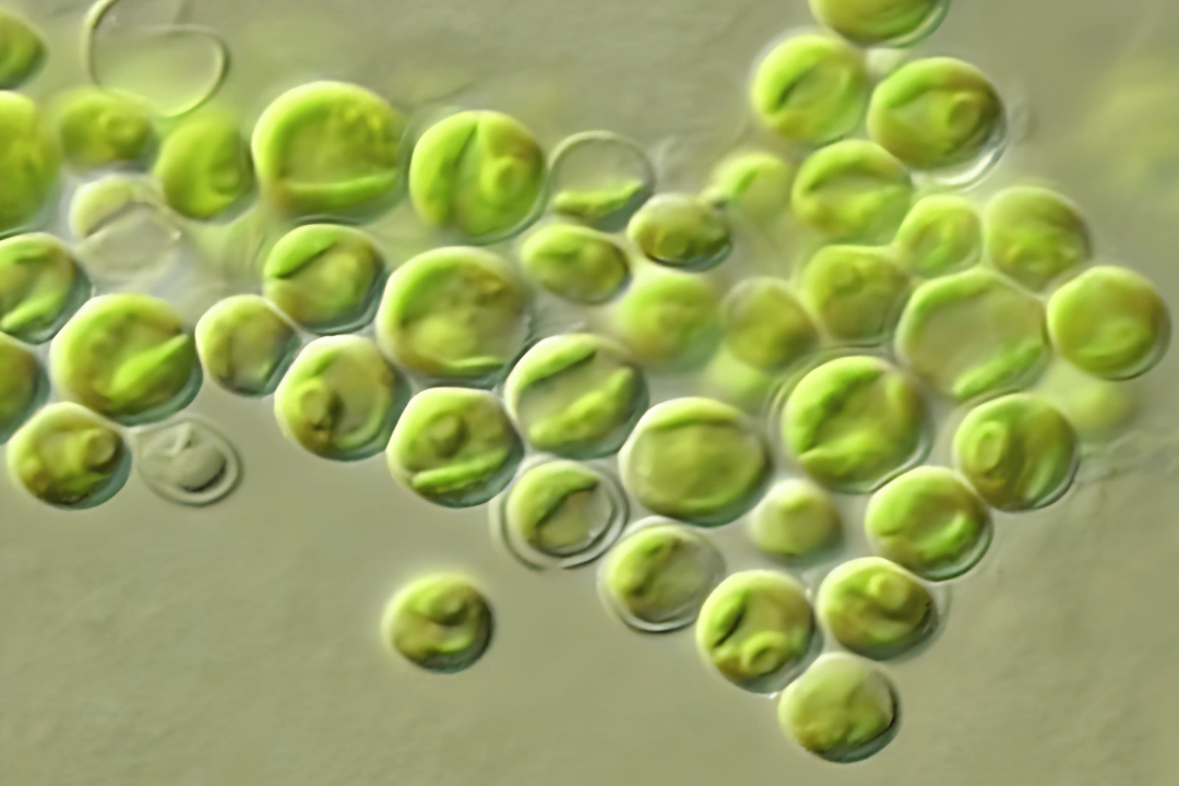 Clorella spp.