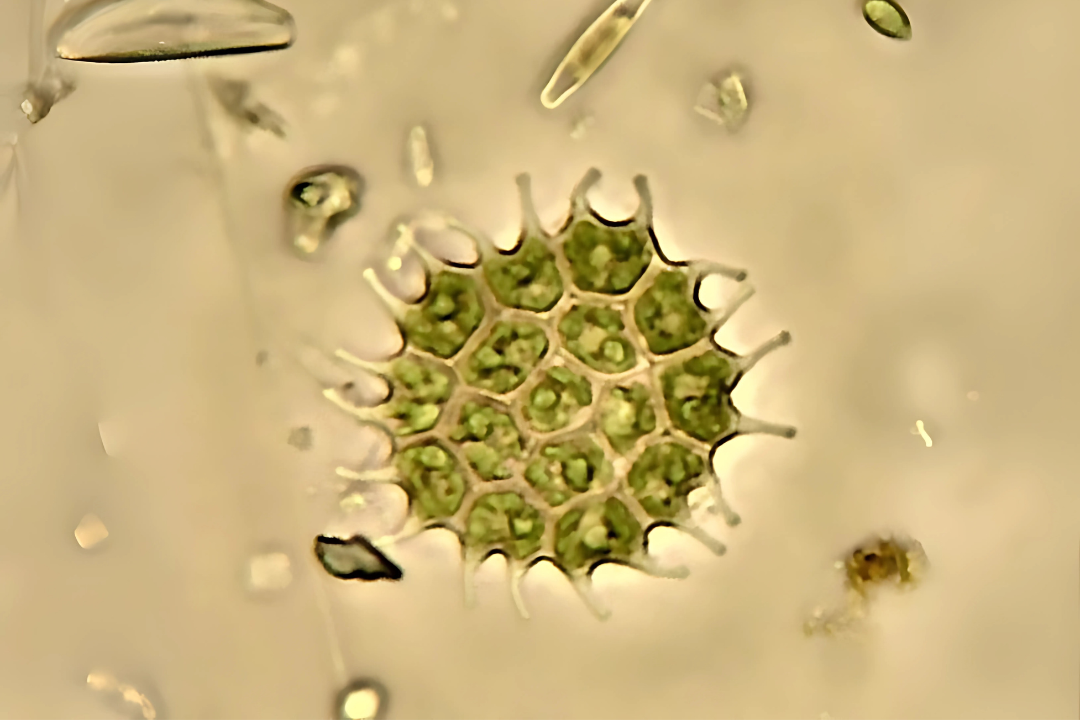 Pediastrum spp.
