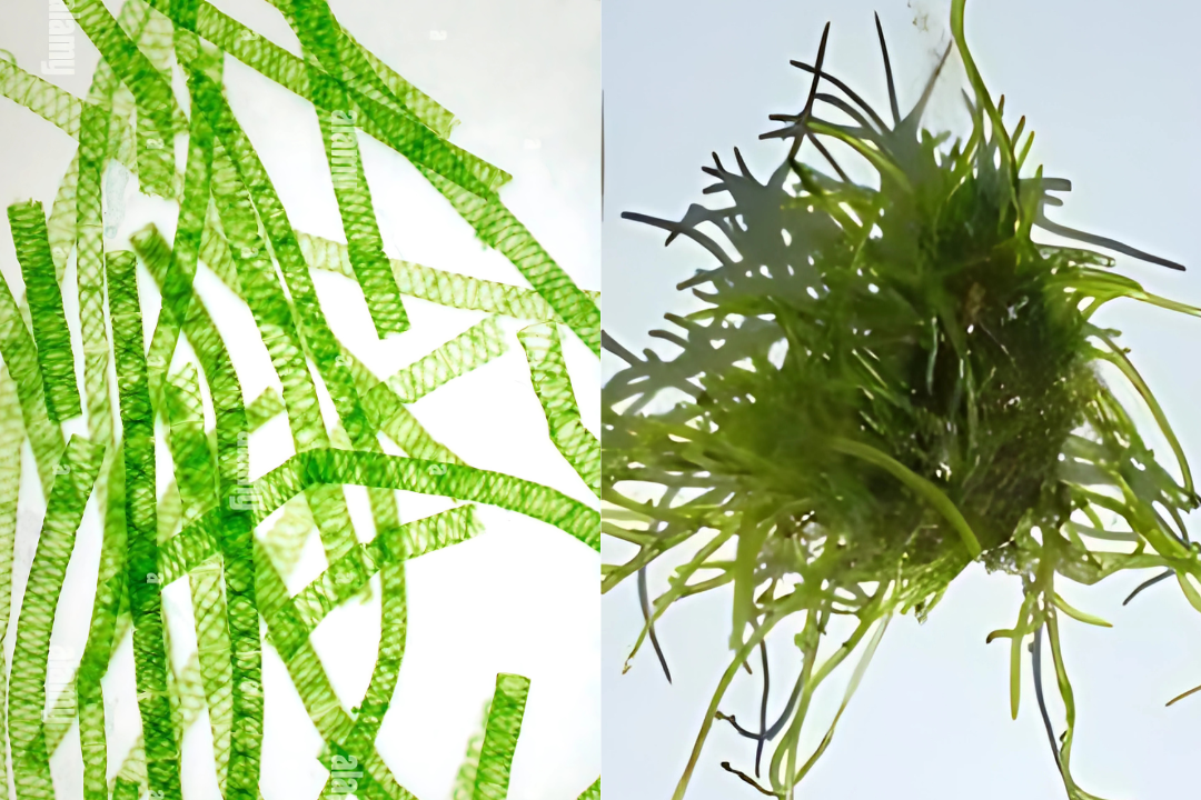 Spirogyra spp. e Cladophora spp.