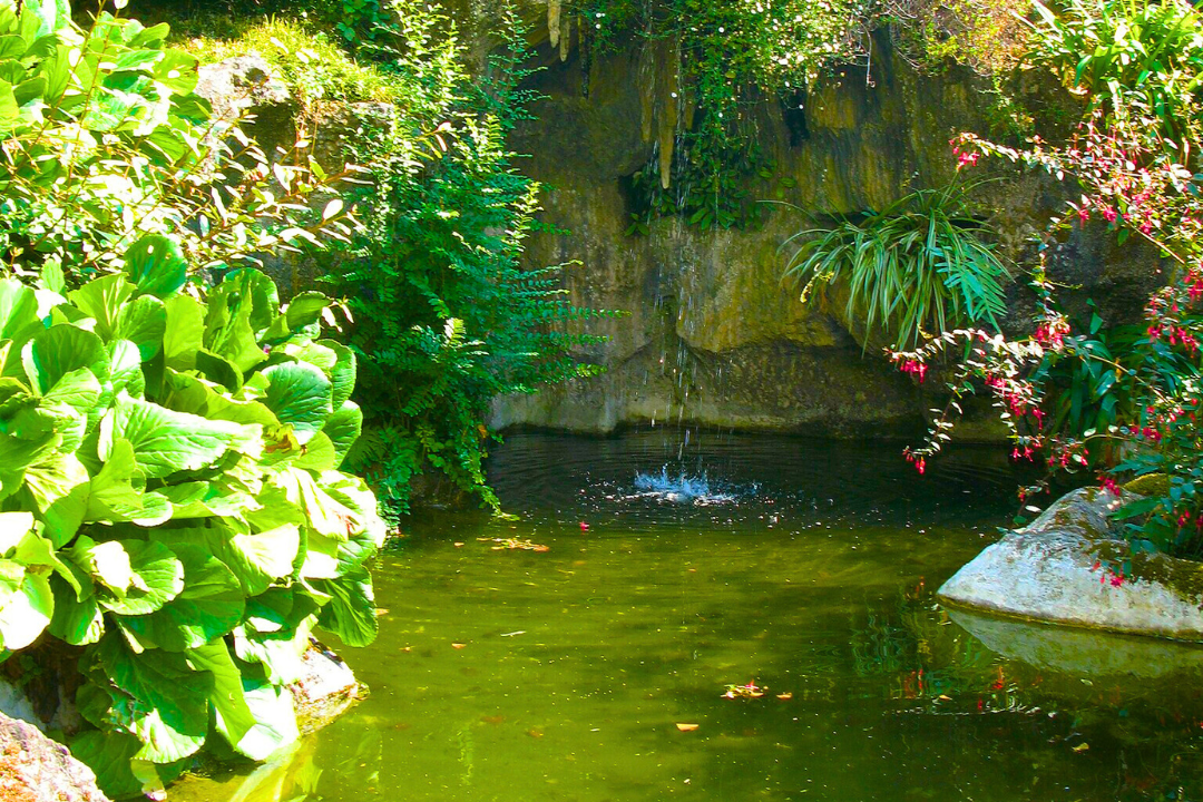 Lago Ornamental com Algas Verdes