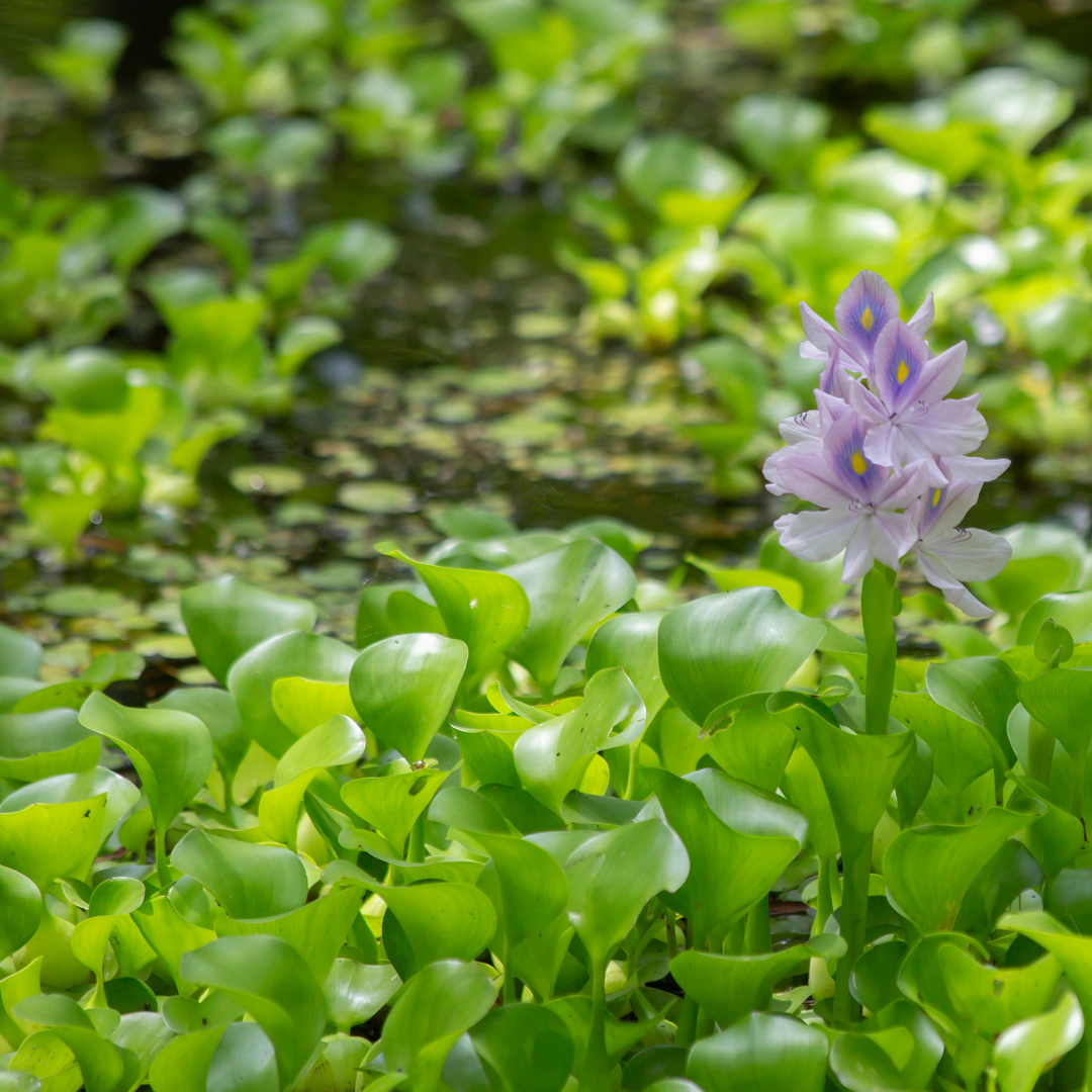 Aguapé (Eichhornia crassipes)