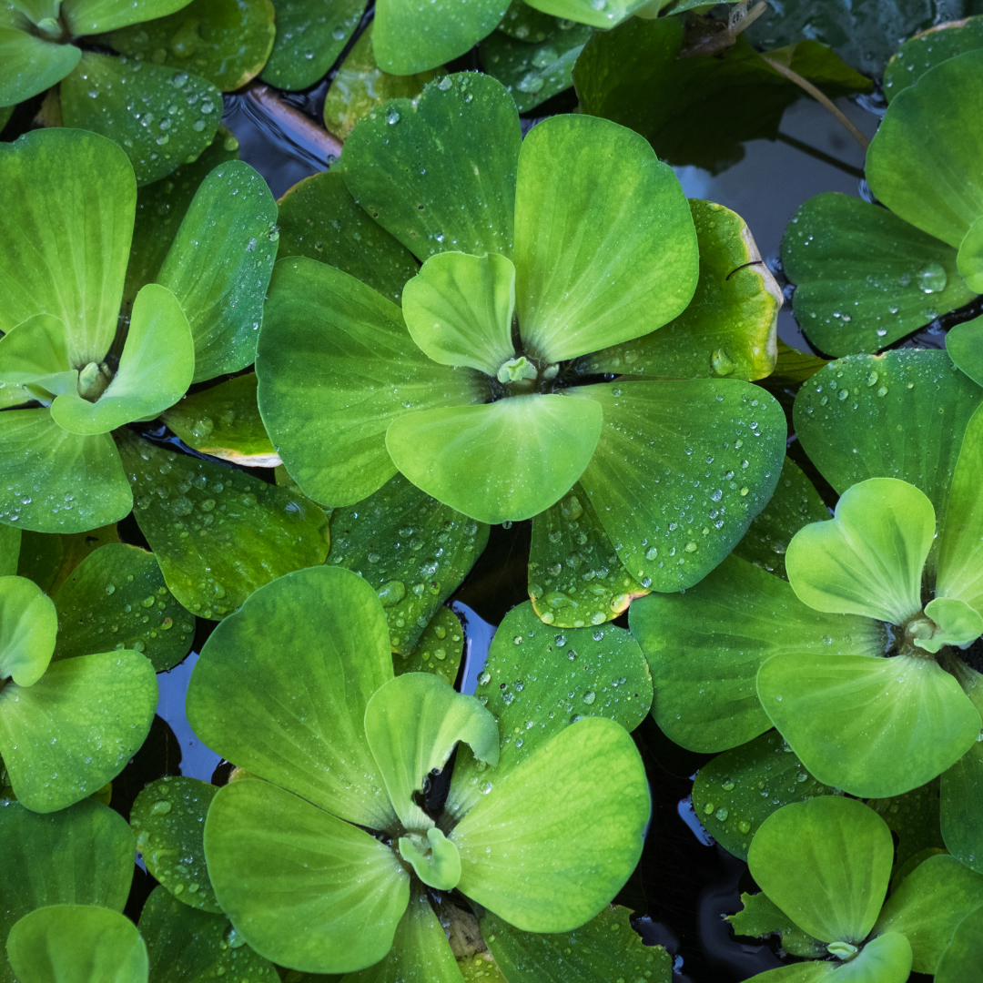 Alface-d’água (Pistia stratiotes)