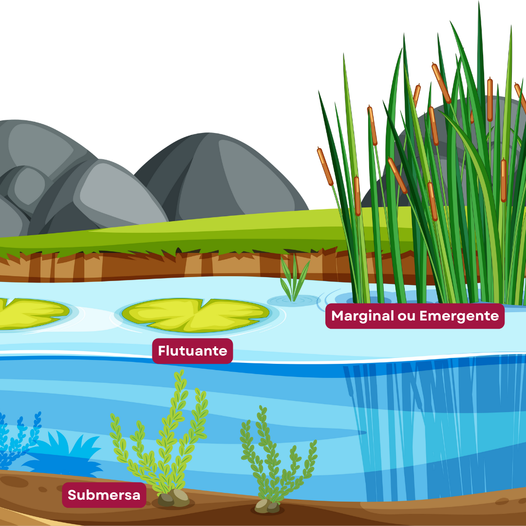 Tipos de planta aquática em lagos