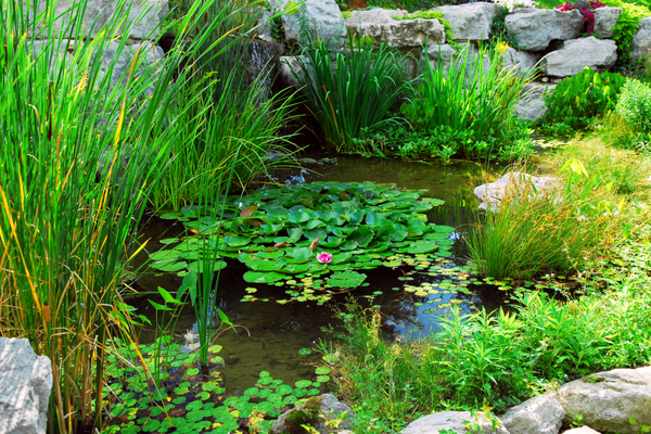 Melhores plantas para lagos ornamentais