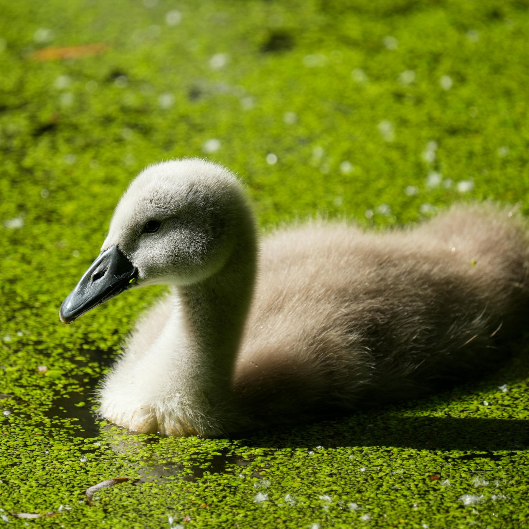 Lentilha-d’água (Lemna spp.)