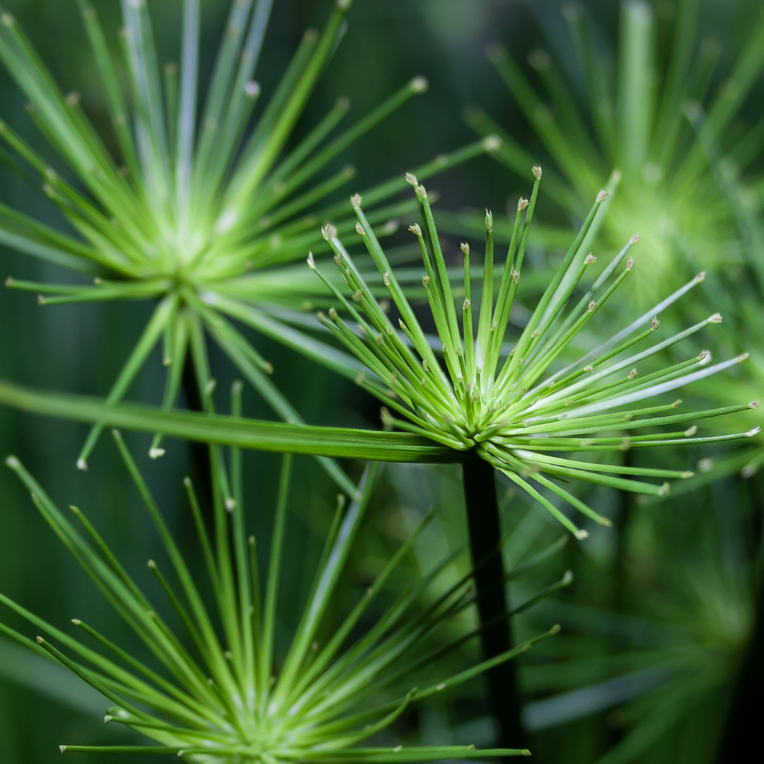 Papiro (Cyperus papyrus)