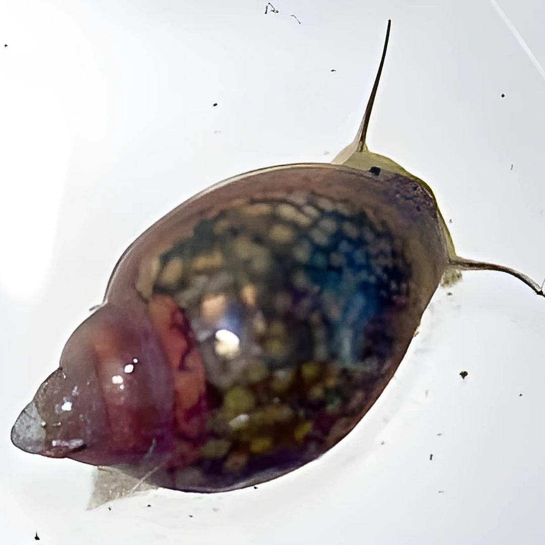 Atenção ao Comprar Plantas para seu Lago: CARAMUJOS