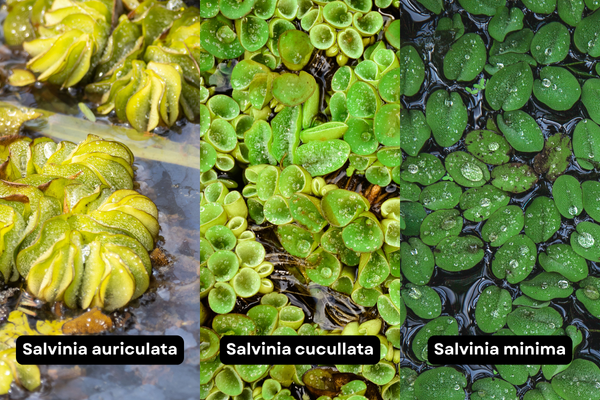 Tipos de Salvinia